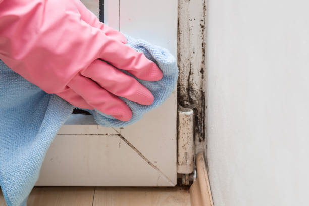 Best Basement Mold Remediation in , MS